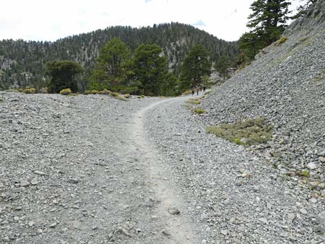 Bristlecone Trail