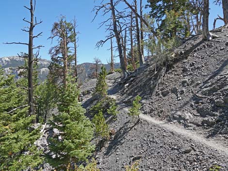 Bristlecone Trail