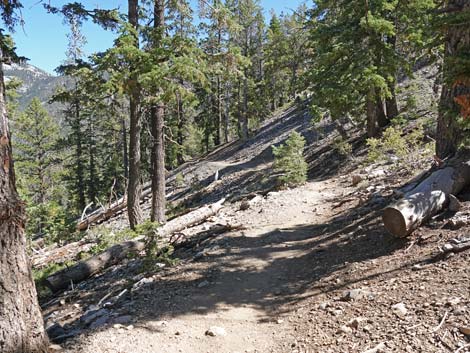 Bristlecone Trail