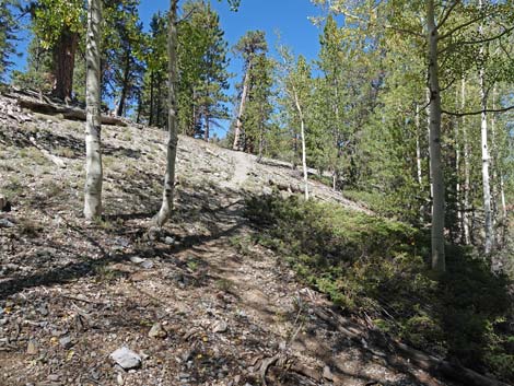 Bristlecone Trail