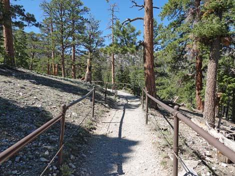 Bristlecone Trail