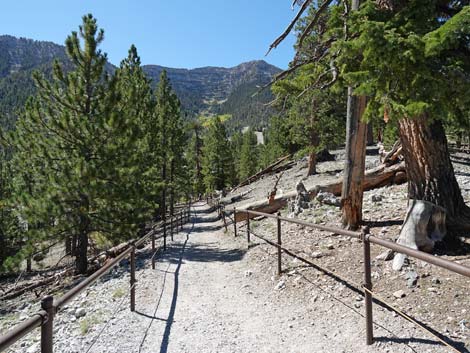 Bristlecone Trail