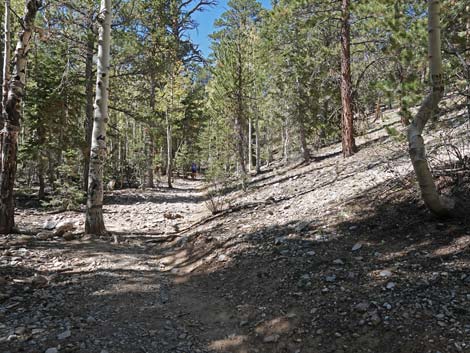 Bristlecone Trail