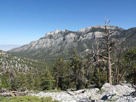 Bristlecone Trail