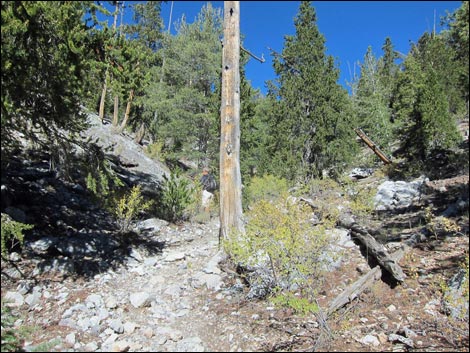 Old Bristlecone Trail