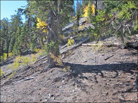 Old Bristlecone Trail