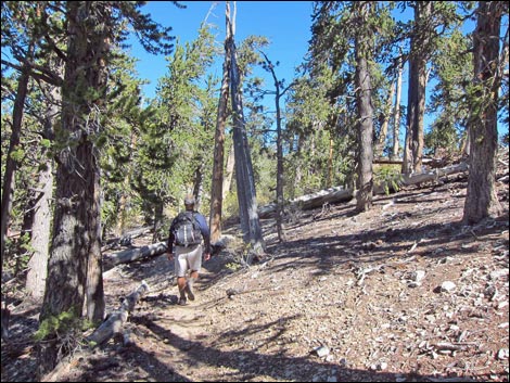 Old Bristlecone Trail