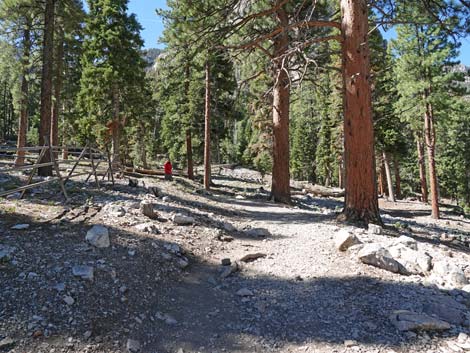 Cathedral Rock Trail