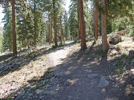 Cathedral Rock Trail