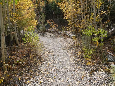 Cathedral Rock Trail