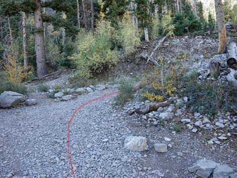 Cathedral Rock Trail