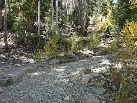 Cathedral Rock Trail