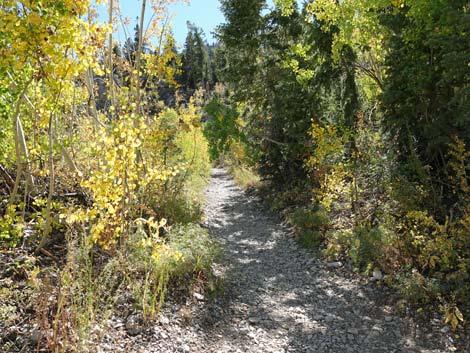 Cathedral Rock Trail