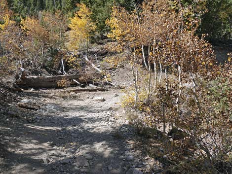 Cathedral Rock Trail