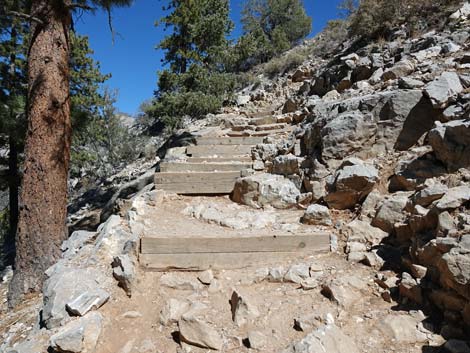 Cathedral Rock Trail