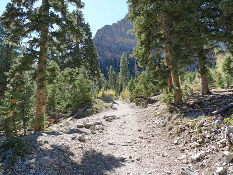 Cathedral Rock Trail