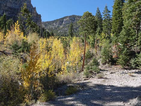 Cathedral Rock Trail