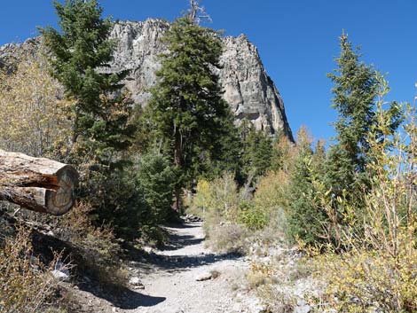 Cathedral Rock Trail