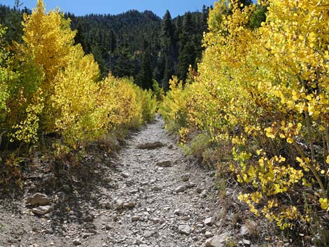 Cathedral Rock Trail