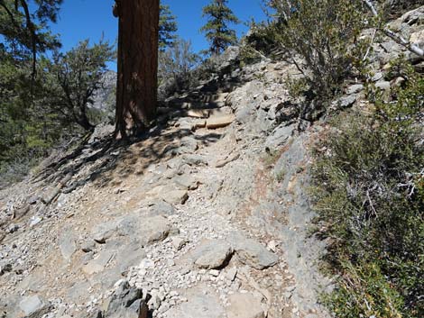 Cathedral Rock Trail