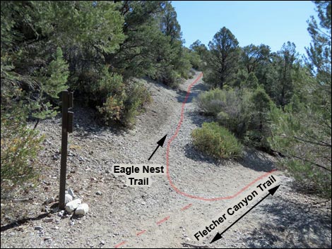 Eagle's Nest Loop Trail