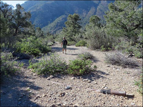 Eagle's Nest Loop Trail