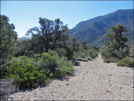 Eagle's Nest Loop Trail