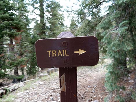 Echo Trail