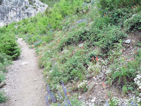 Echo Overlook Trail