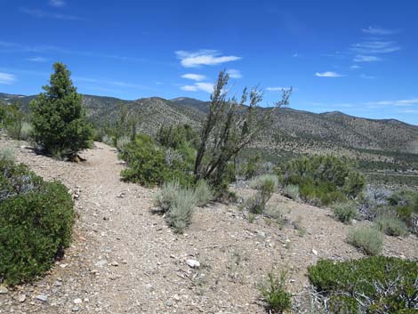 Escarpment Trail