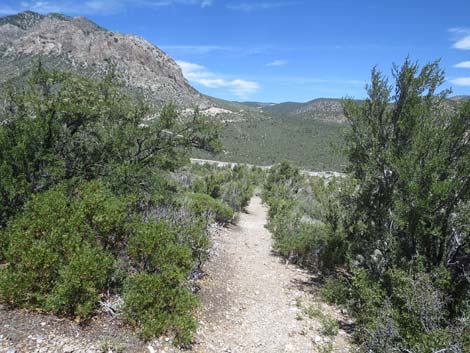 Escarpment Trail