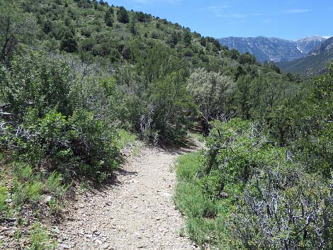 Escarpment Trail