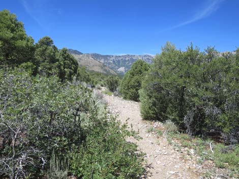 Escarpment Trail