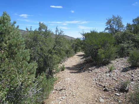 Escarpment Trail