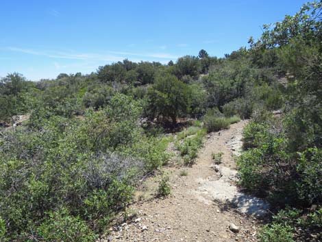 Escarpment Trail