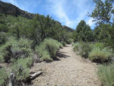 Escarpment Trail