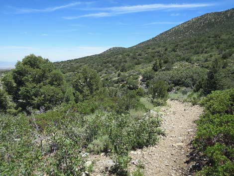 Escarpment Trail