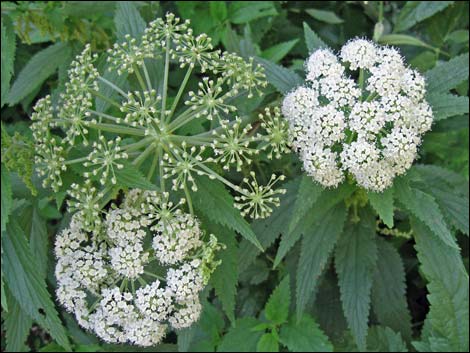 Angelica scabrida (charleston mountain angelica)