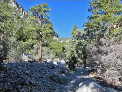 Fletcher Canyon Trail