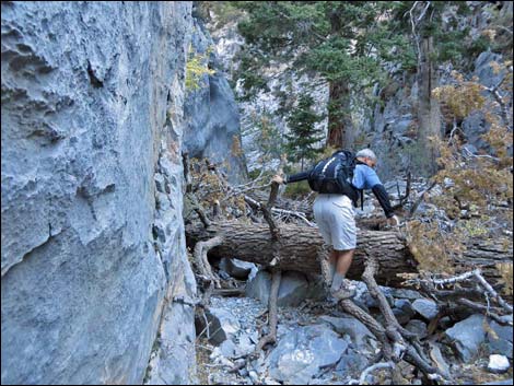 Fletcher Canyon Trail