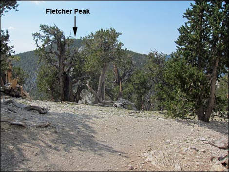 Fletcher Peak Trail