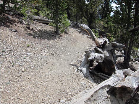 Fletcher Peak Trail