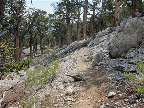 Fletcher Peak Trail