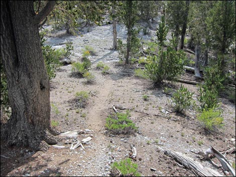 Fletcher Peak Trail