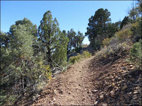 Griffith Shadow South Trail