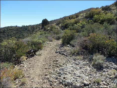 Griffith Shadow South Trail