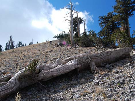 Griffith Peak