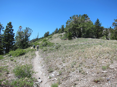 Griffith Peak Trail