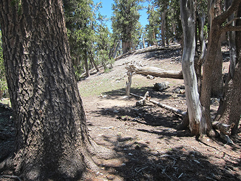 Griffith Peak Trail