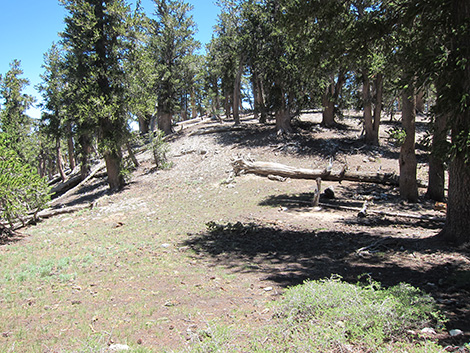 Griffith Peak Trail